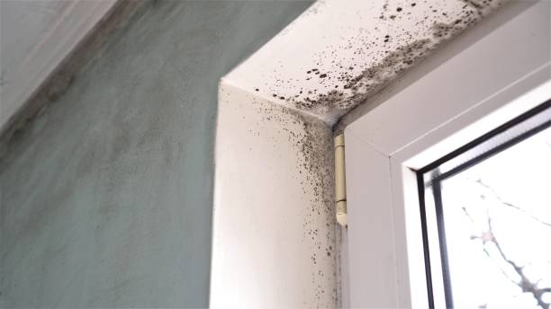 Best Bathroom Mold Remediation in August, CA