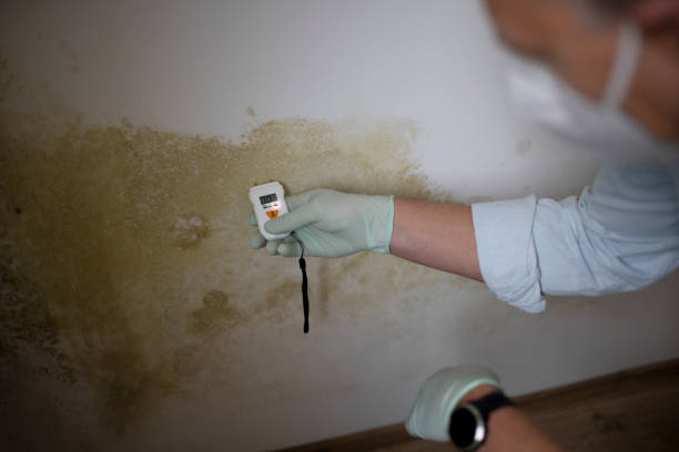 Best DIY Mold Remediation Support Services in August, CA