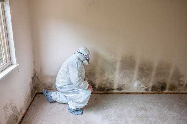 Best Localized Mold Remediation (e.g., coastal areas, humid climates) in August, CA