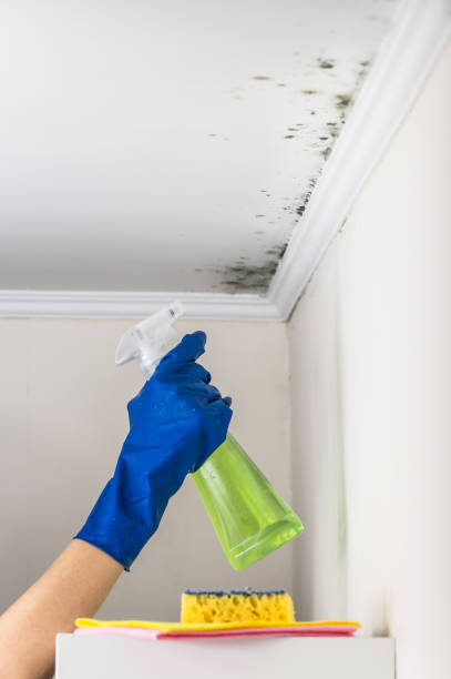 Best Crawl Space Mold Remediation in August, CA